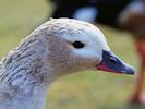 Orinoco Goose (WWT Slimbridge April 2013) - pic by Nigel Key